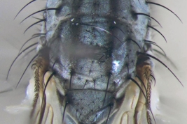 Male, thorax