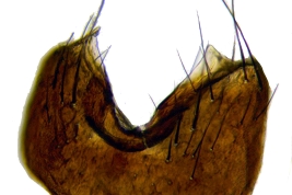 Male, sternite 5
