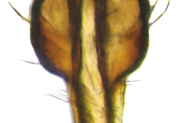 Male, cercus