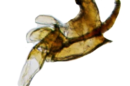 Male, phallic complex