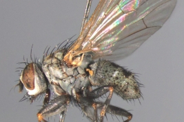 Female, lateral view