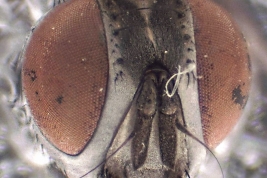 Female, head