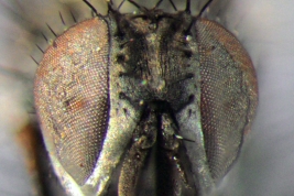 Male, Head