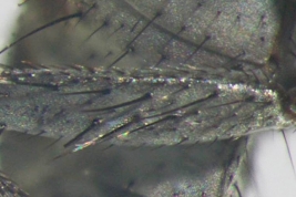 Male, hind femur