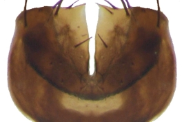 Male, sternite 5
