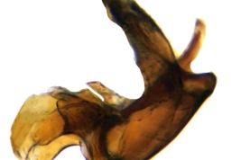 Male, phallic complex