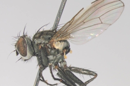Female, lateral view