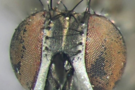 Female, head