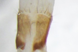 Female, ovipositor dorsal