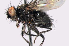 Male, lateral view