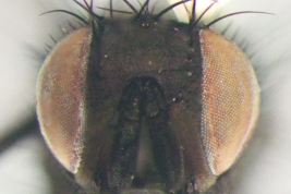 Male, Head