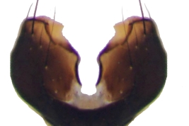 Male, sternite 5