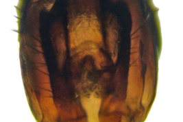 Male, cercus