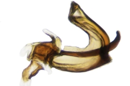 Male, phallic complex