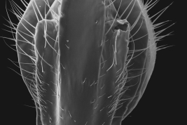 Male, cercus
