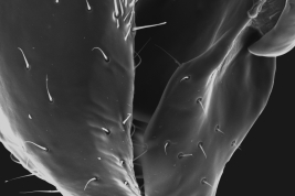 Male, cercus and surstylus detail