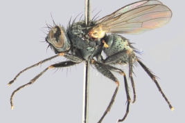 Male, lateral view