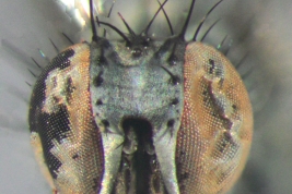 Male, Head