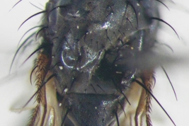 Male, thorax