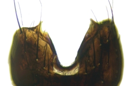 Male, sternite 5