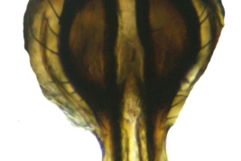 Male, cercus