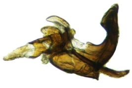 Male, phallic complex