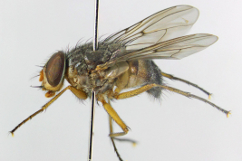 Male, lateral view