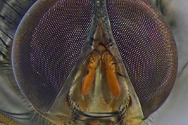 Male, Head