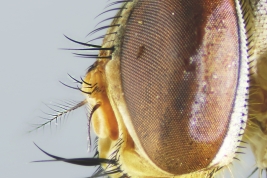 Male, Head lateral view