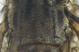 Male, thorax