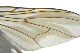 Male, wing