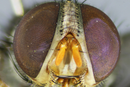 Female, head
