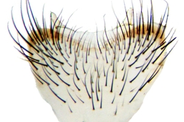 Male, sternite 5