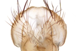 Male, cercus