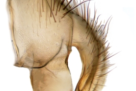 Male, cercus and surstylus