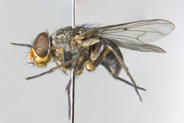 Female, lateral view