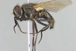 Female, lateral view