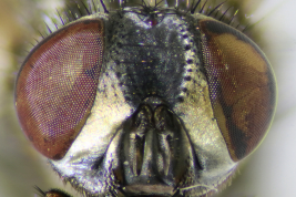 Head, anterior view
