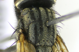 Female, thorax