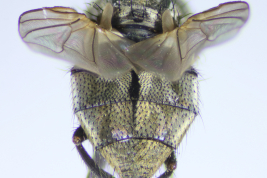 Female, abdomen