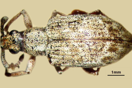 Female, MNHN. Whitish morphotype