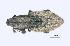 Paratype, female, MLP. Morphotype santafecinus. Photograph by P. Hernández