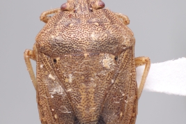 <i>Hypatropis inermis</i> from Chaco, Argentina (MLP), by V. Castro-Huertas