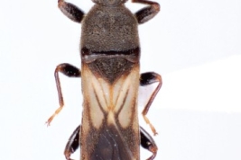 Male Holotype (MLP11000)