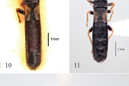 <i>vIschnodemus pullus</i> Slater and Wilcox. 10, Female holotype, dorsal view. 11–12, Male from Catamarca Province. 11, Dorsal view. 12, Lateral view. (Dellapé & Melo 2025))