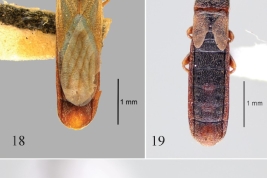 <i>Reticulatodemus nitidus</i> Slater and Wilcox. 18, Holotipo Macho. 19–20, Macho braquiptero de Catamarca , Argentina. 19, Dorsal. 20, Lateral (Dellapé & Melo 2025))
