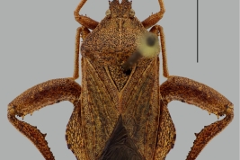 Male holotype, dorsal view.