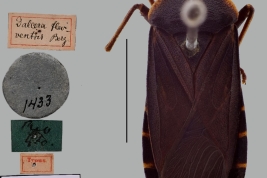 Dersagrena flaviventris (Berg), female holotype, dorsal view and labels