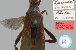 Sintipo hembra, vista dorsal y etiquetas. Colección de imágenes de hemípteros del NHMW, fotógrafo: A. Laciny.