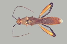 <i>Hyalymenus (Tivarbus) pulcher</i>, P.N. Iguazu, Misiones.